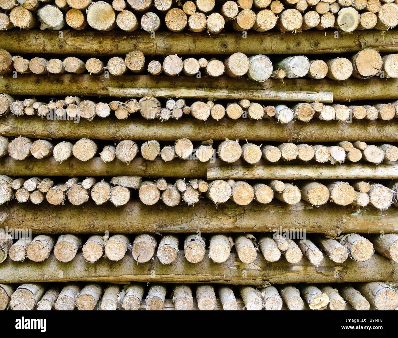 firs logs piled up Stock Photo