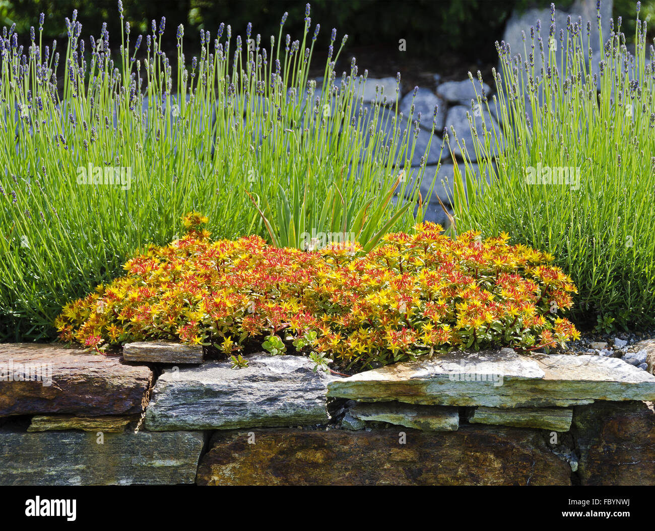 blooming rock garden Stock Photo Alamy