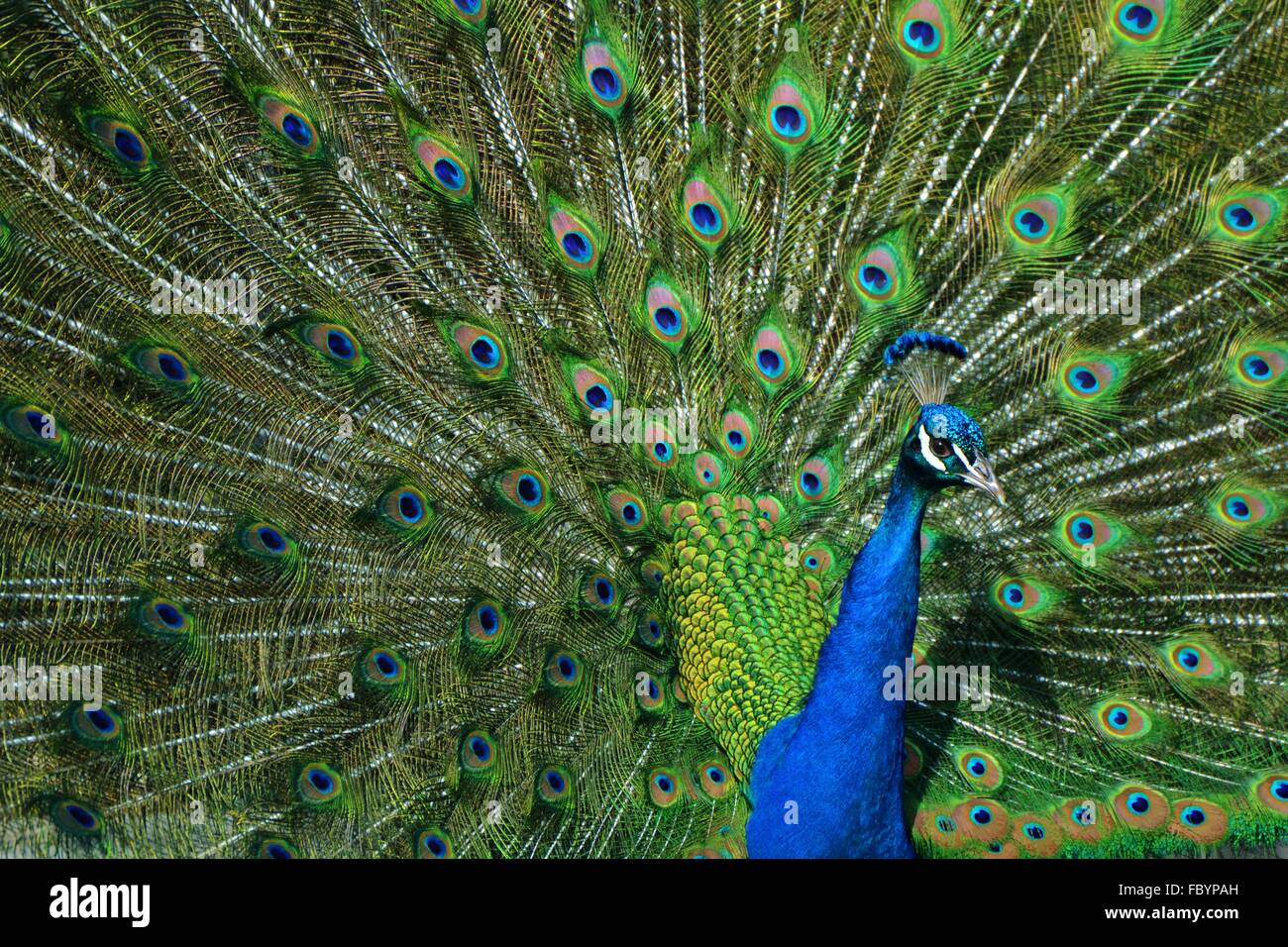 Peacock with Tailfeathers Extended Stock Photo