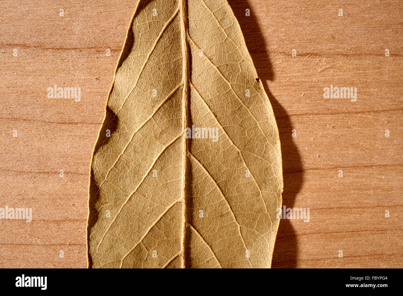Bay leaf hires stock photography and images Alamy