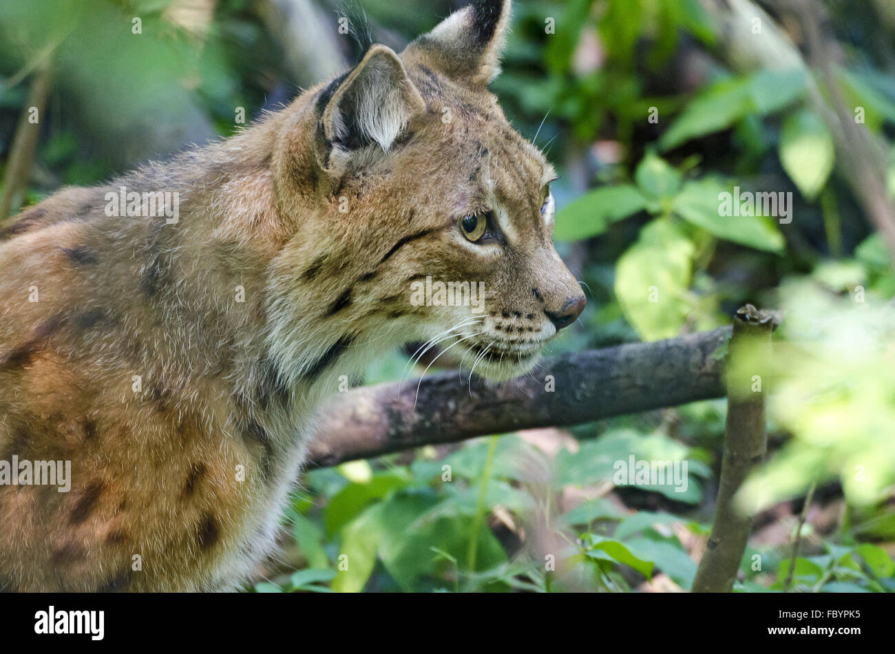 head of a male lynx Stock Photo
