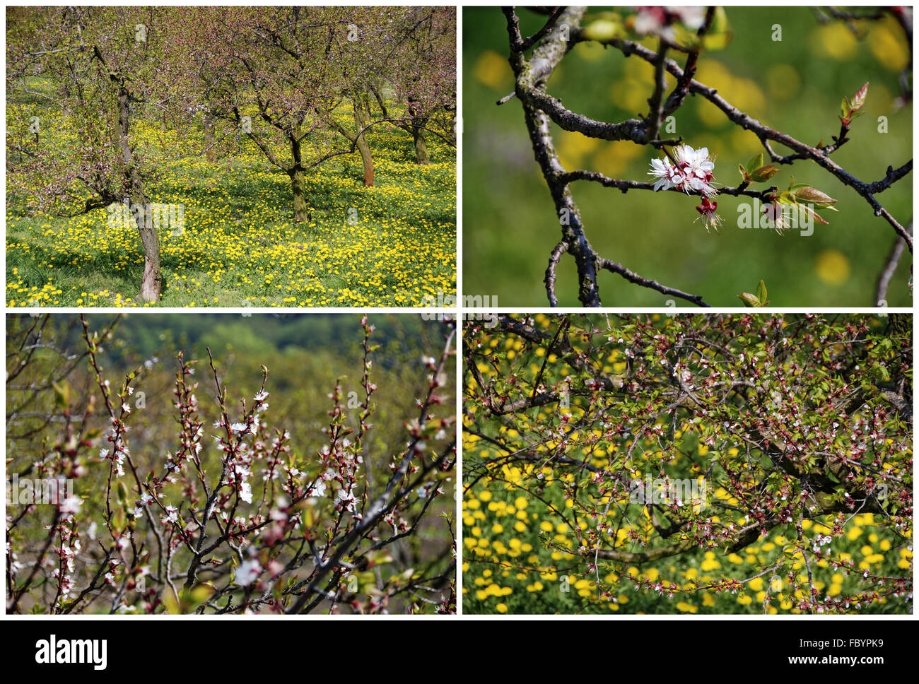 blossoming of apricot trees Stock Photo