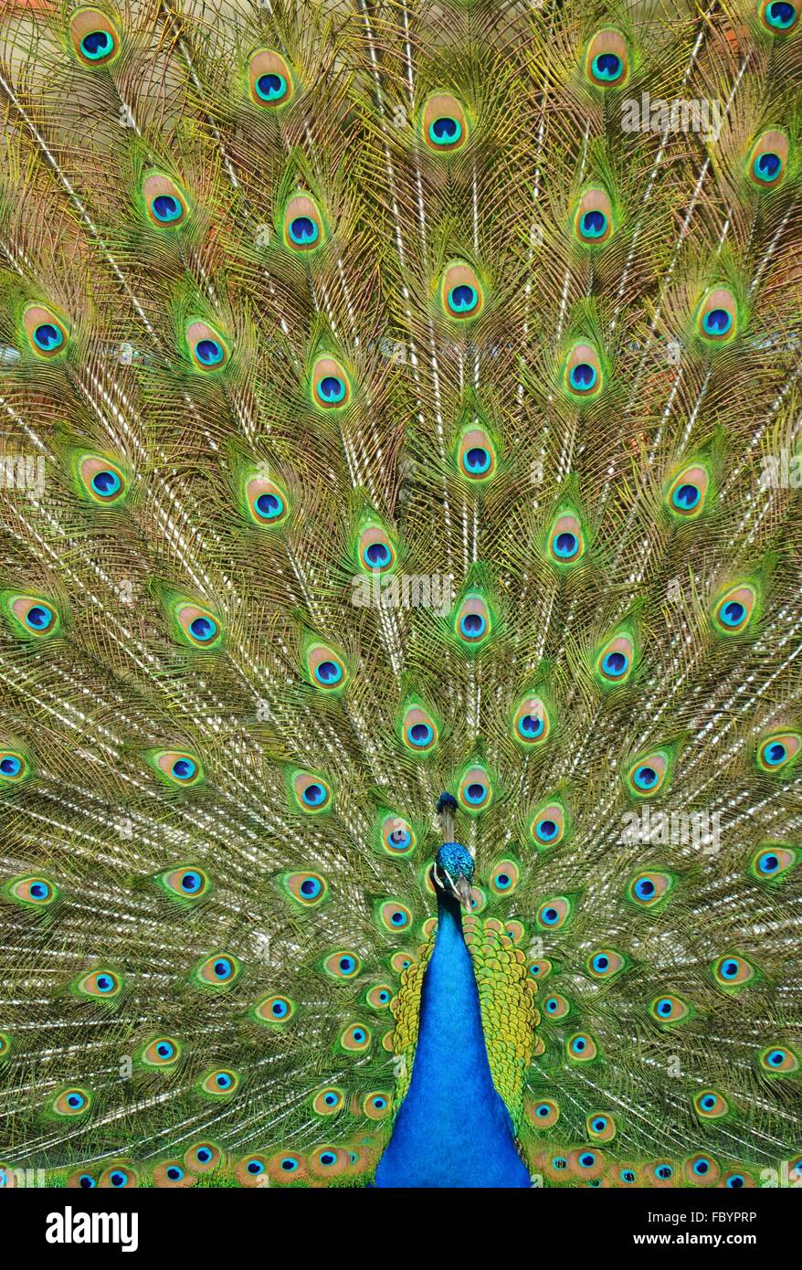 Peacock with Tailfeathers Extended Stock Photo