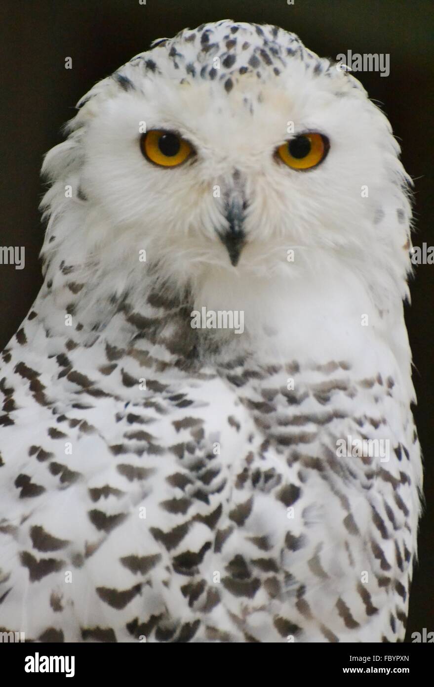 A snowy owl (Bubo scandiacus), native to the Arctic. Stock Photo