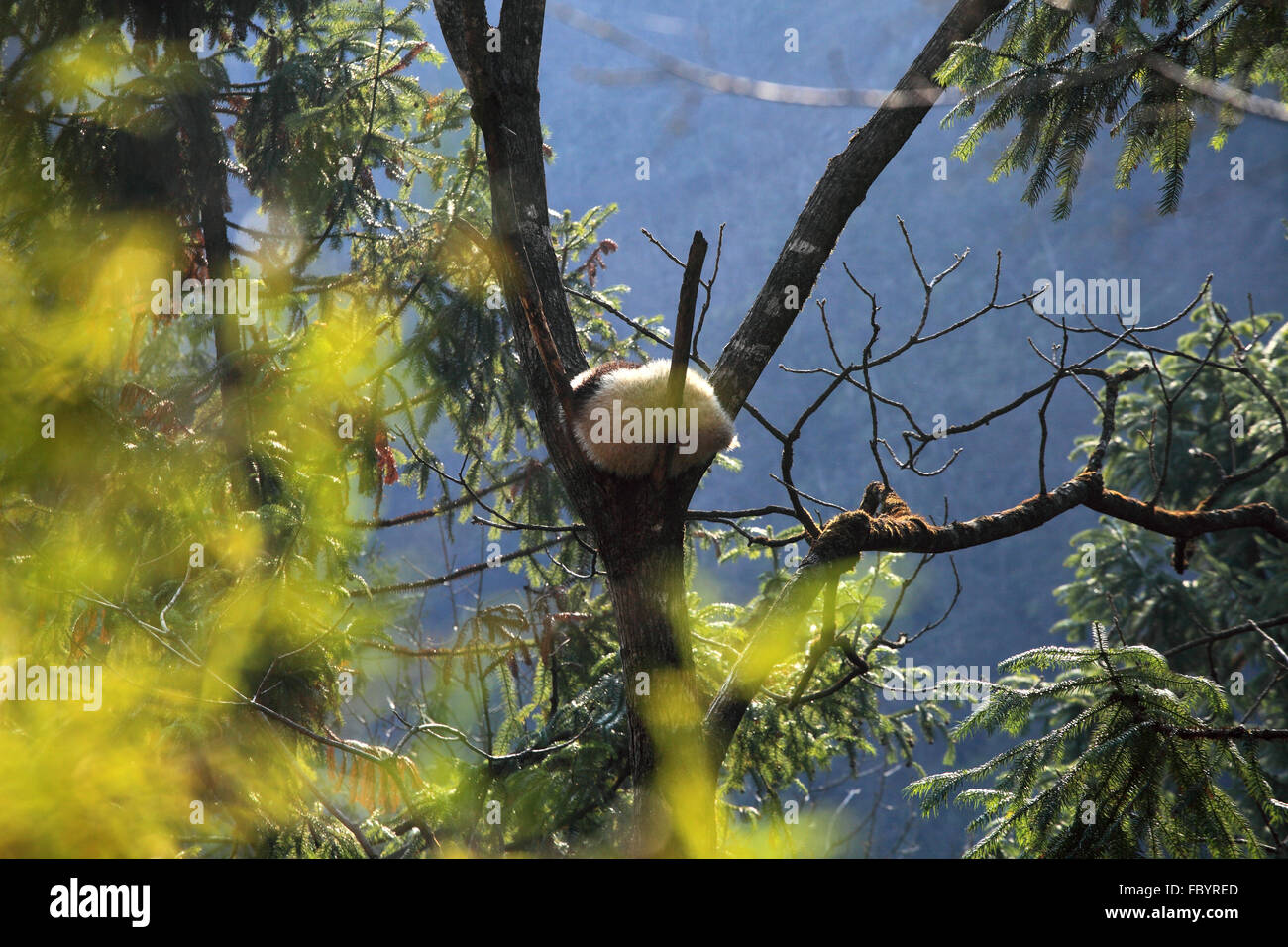 Shanxi Province Qinling Forest City Larix chinensis in Protected Areas Stock Photo