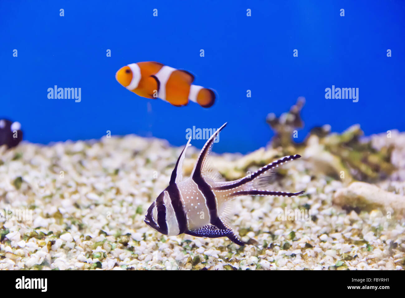 Aquarium fish Stock Photo
