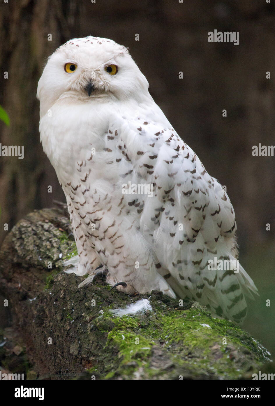 Black and white owl hi-res stock photography and images - Alamy