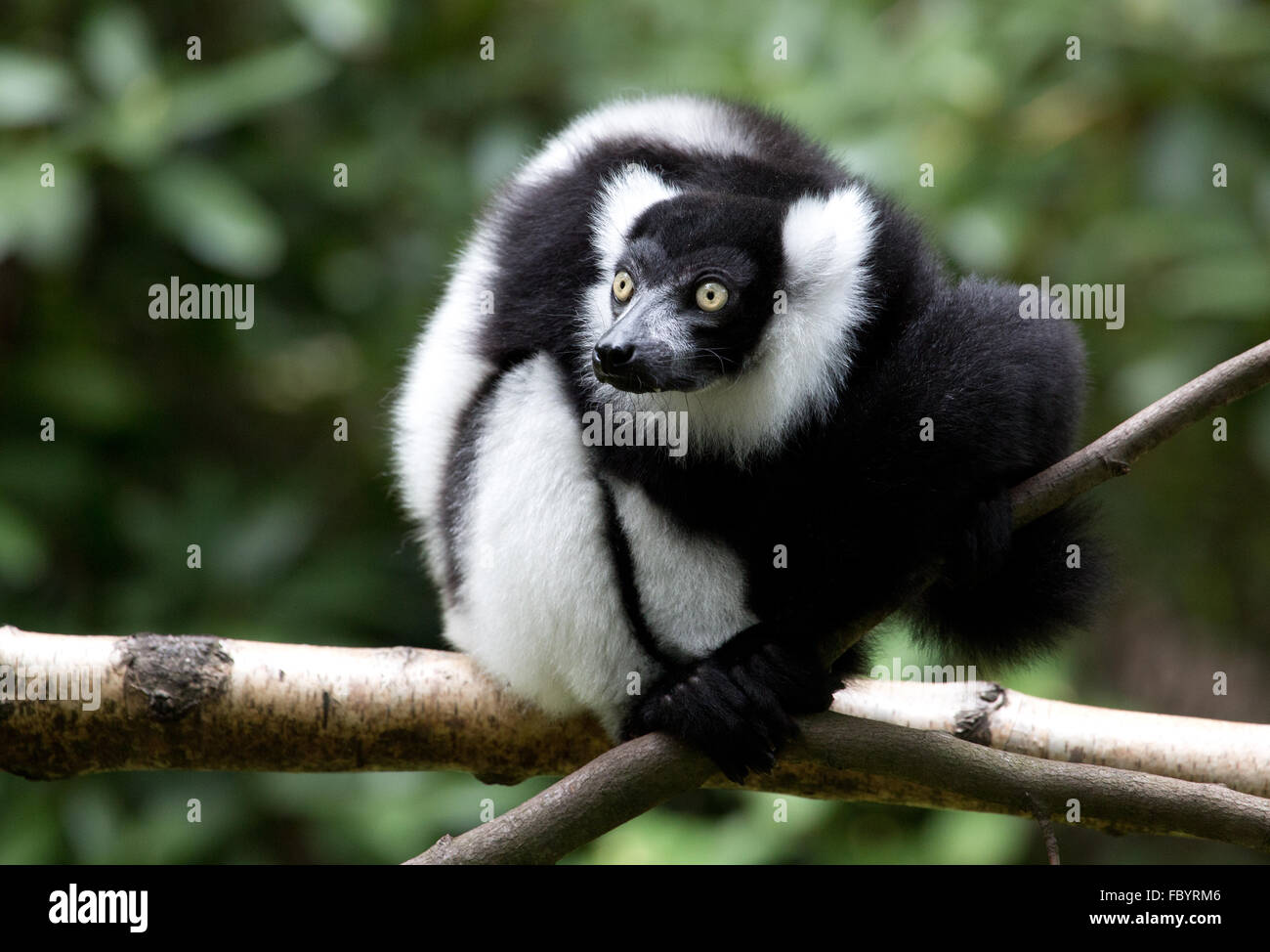 black and white monkey Stock Photo