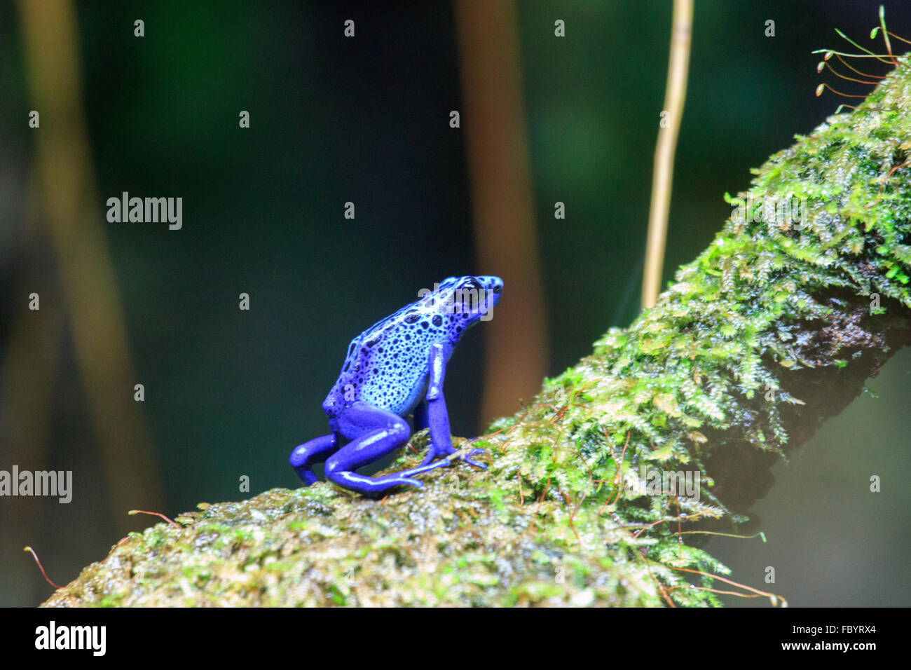 Blue spotted tree frog Stock Photo