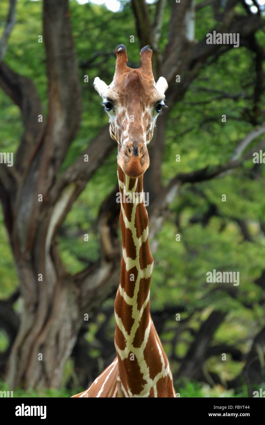 A Masai Giraffe (Giraffa camelopardalis tippelskirchi) in the Masai Mara portion of Africa's Serengeti. Stock Photo