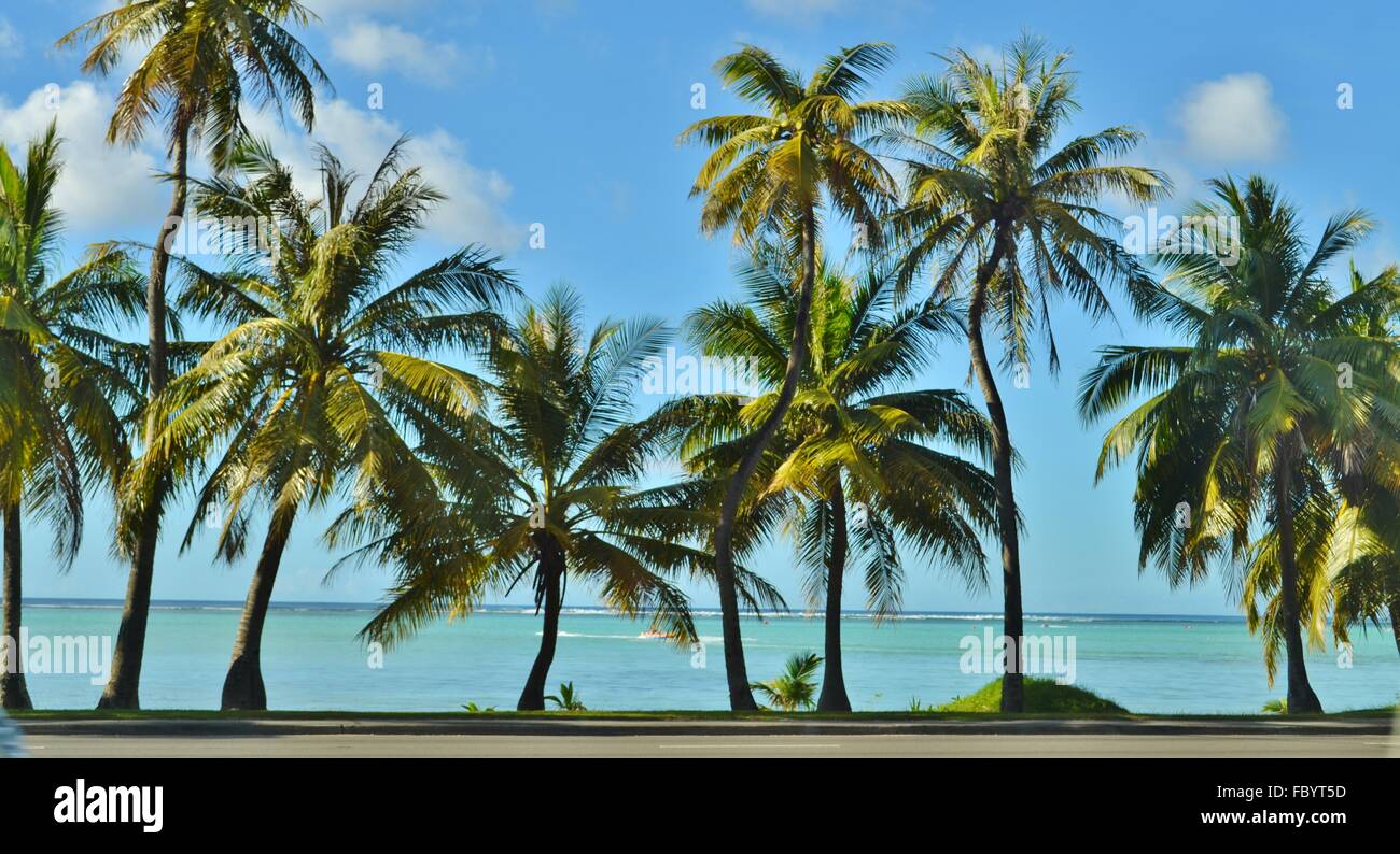 Palm trees on the tropical Pacific island of Guam. Stock Photo