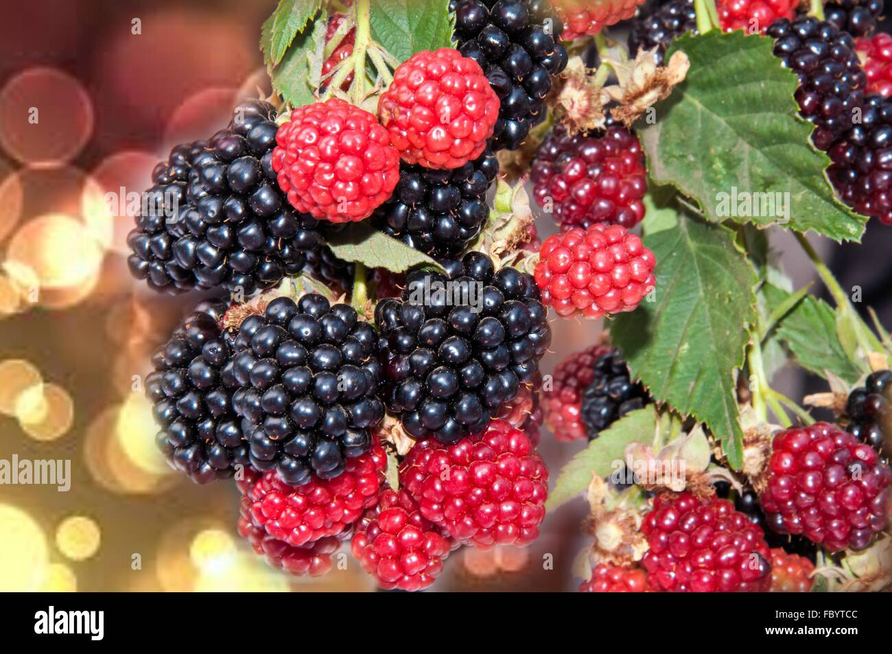 BlackBerry garden Stock Photo