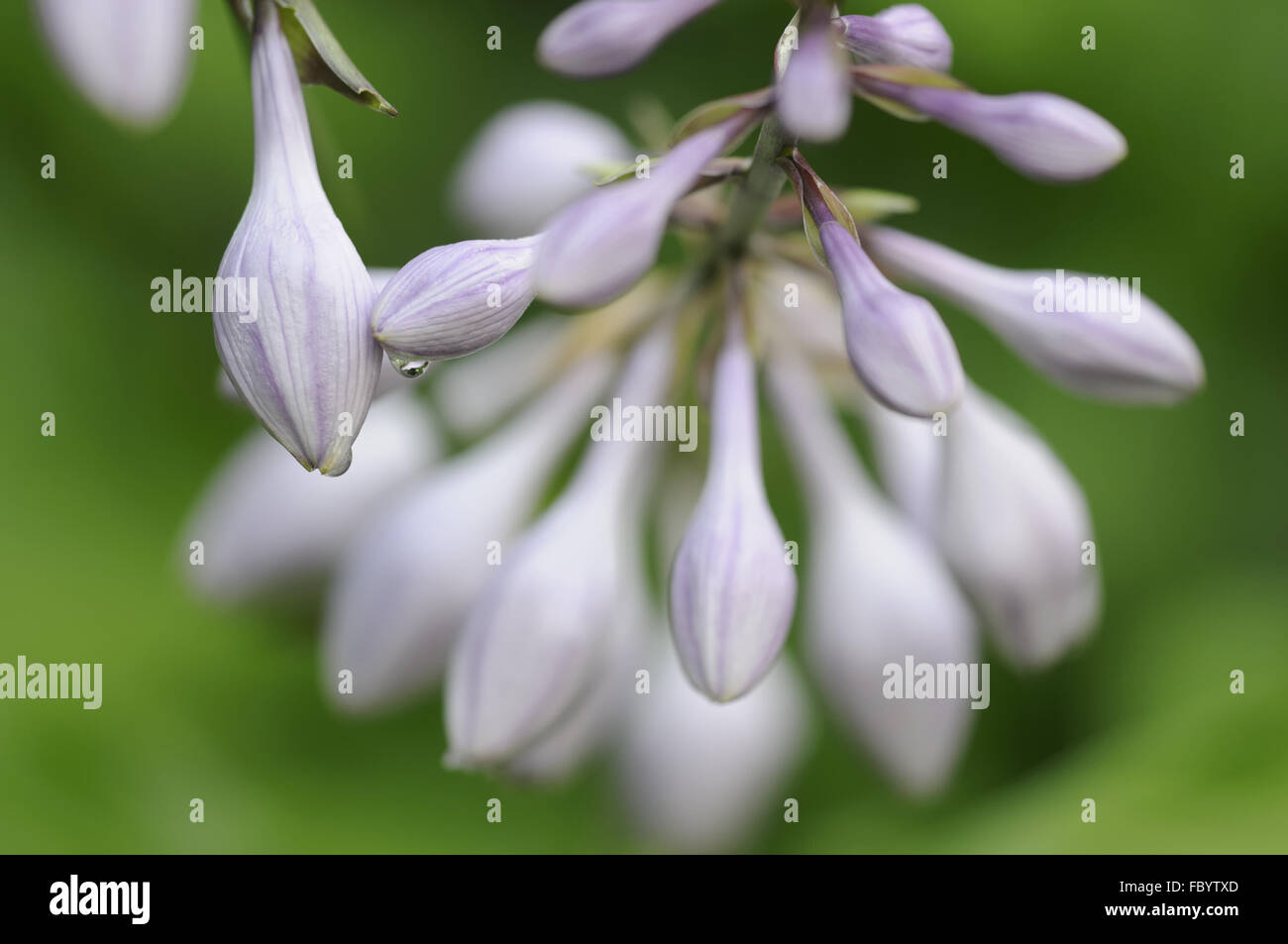 hosta Stock Photo