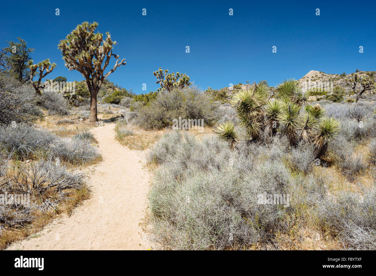 Hiking along the trail to Warren Peak in Joshua Tree National Park