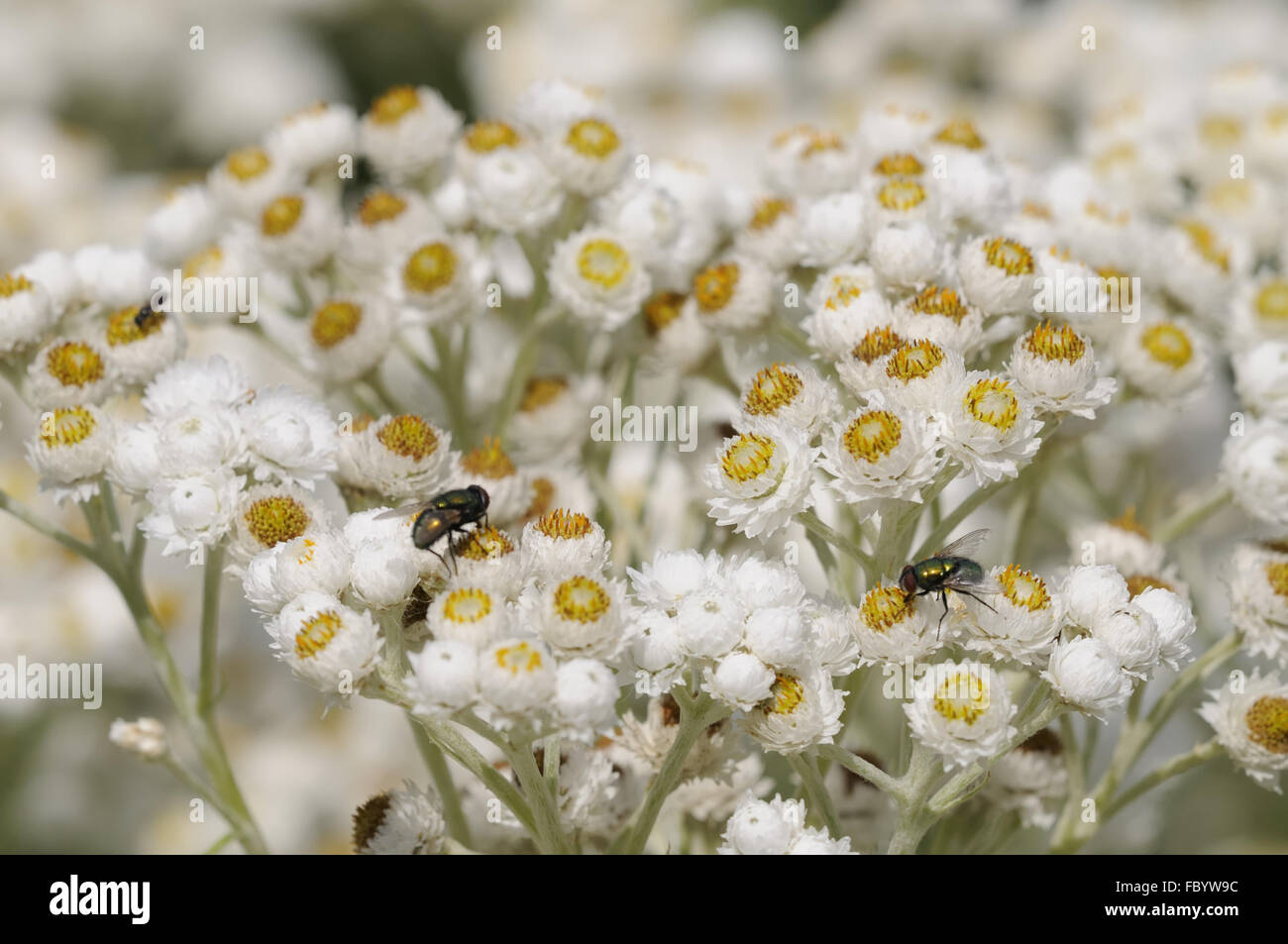 Silberaster hi-res stock photography and images - Alamy