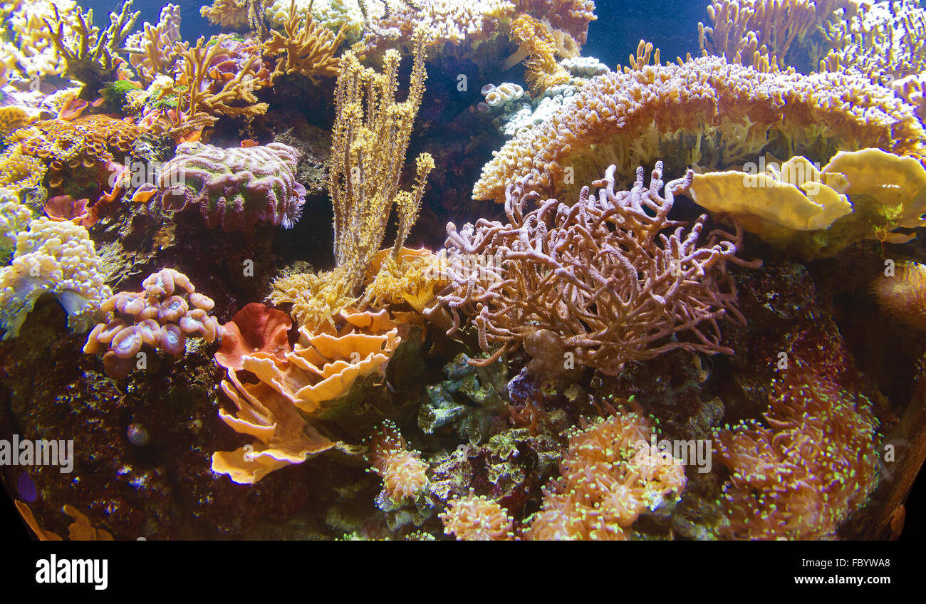 colorful corals at a aquarium Stock Photo
