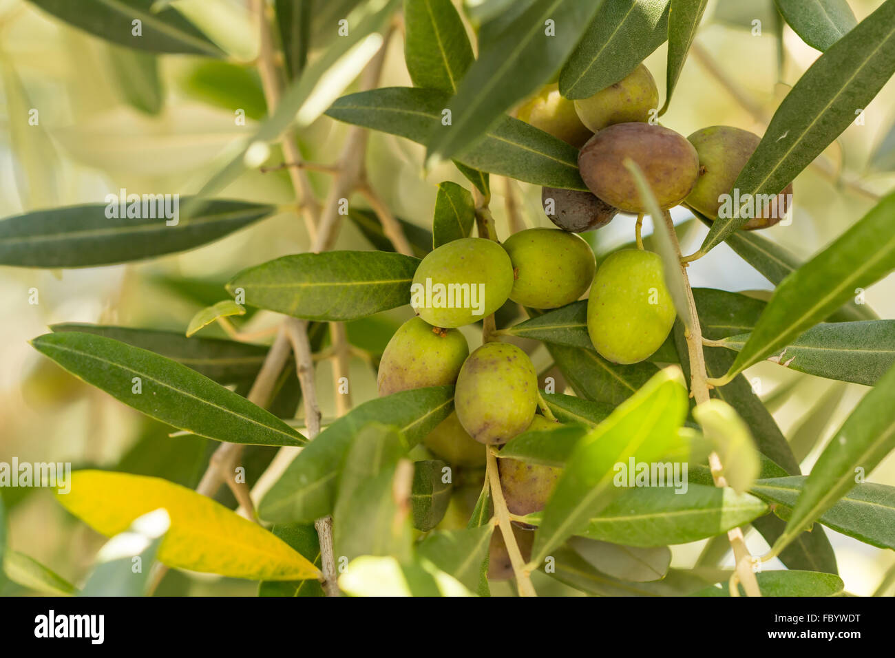 Oliven kalabrien hires stock photography and images Alamy