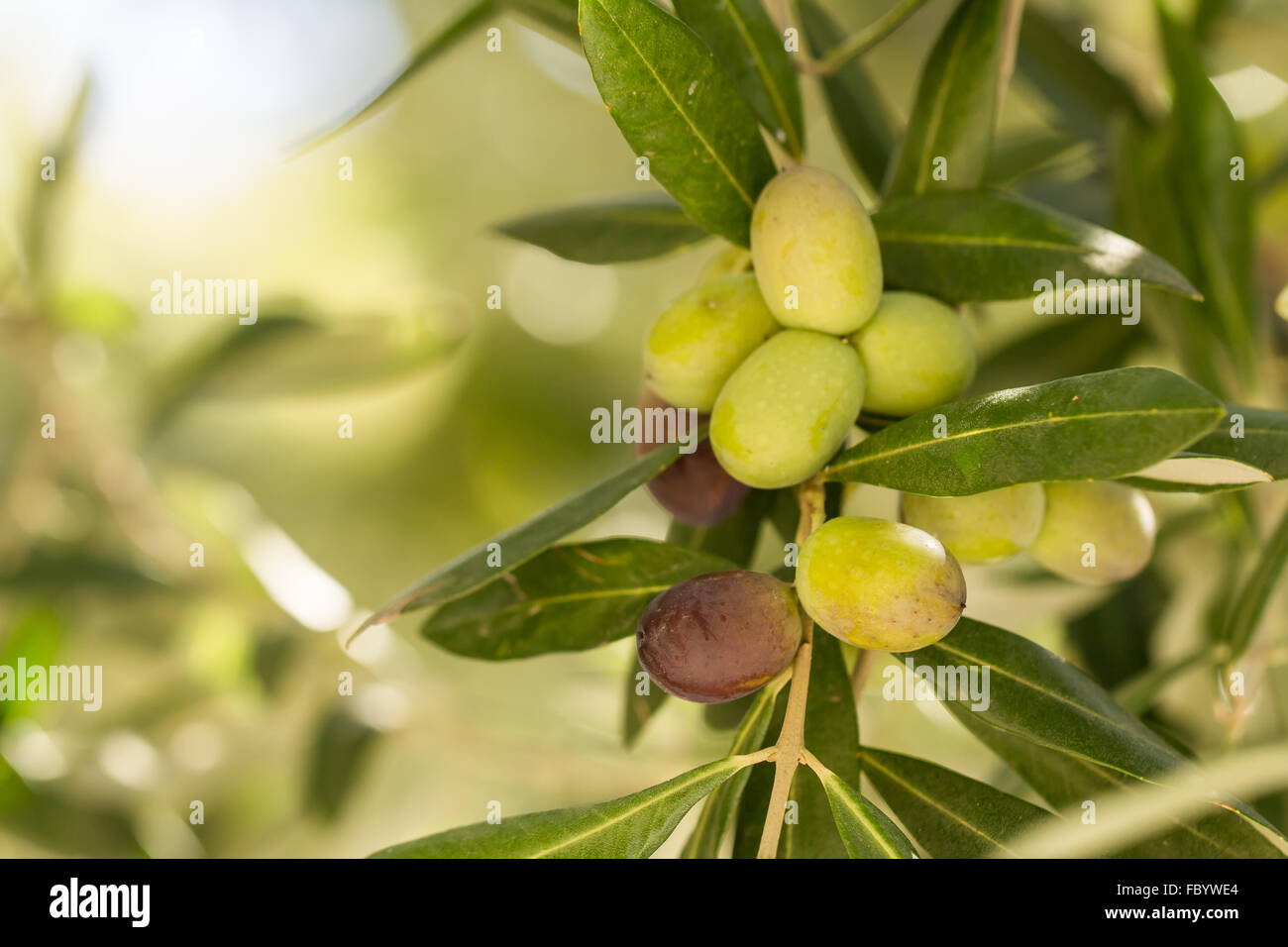 Olive branch with fruits Stock Photo - Alamy