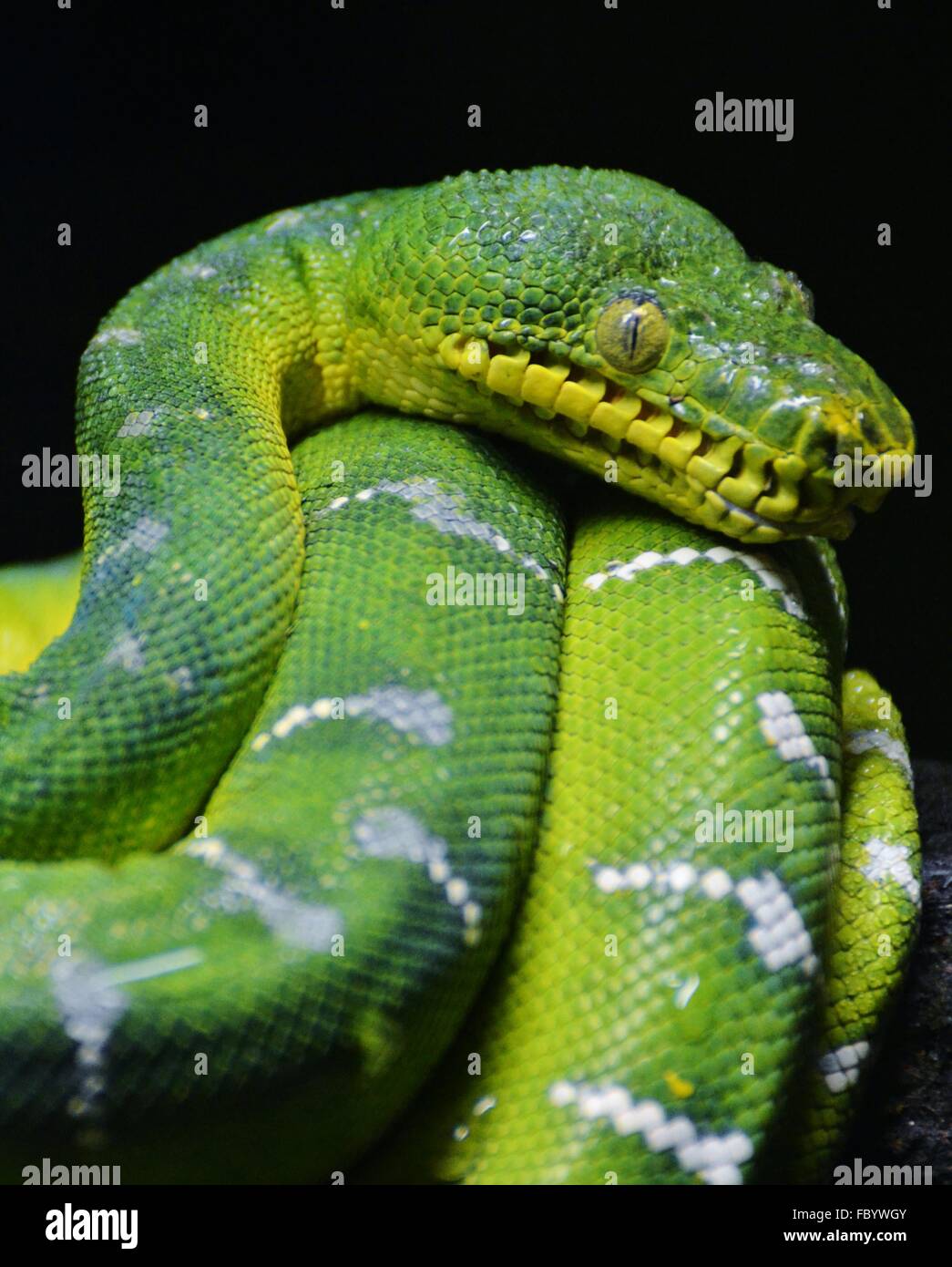 Emerald tree snake hi-res stock photography and images - Alamy