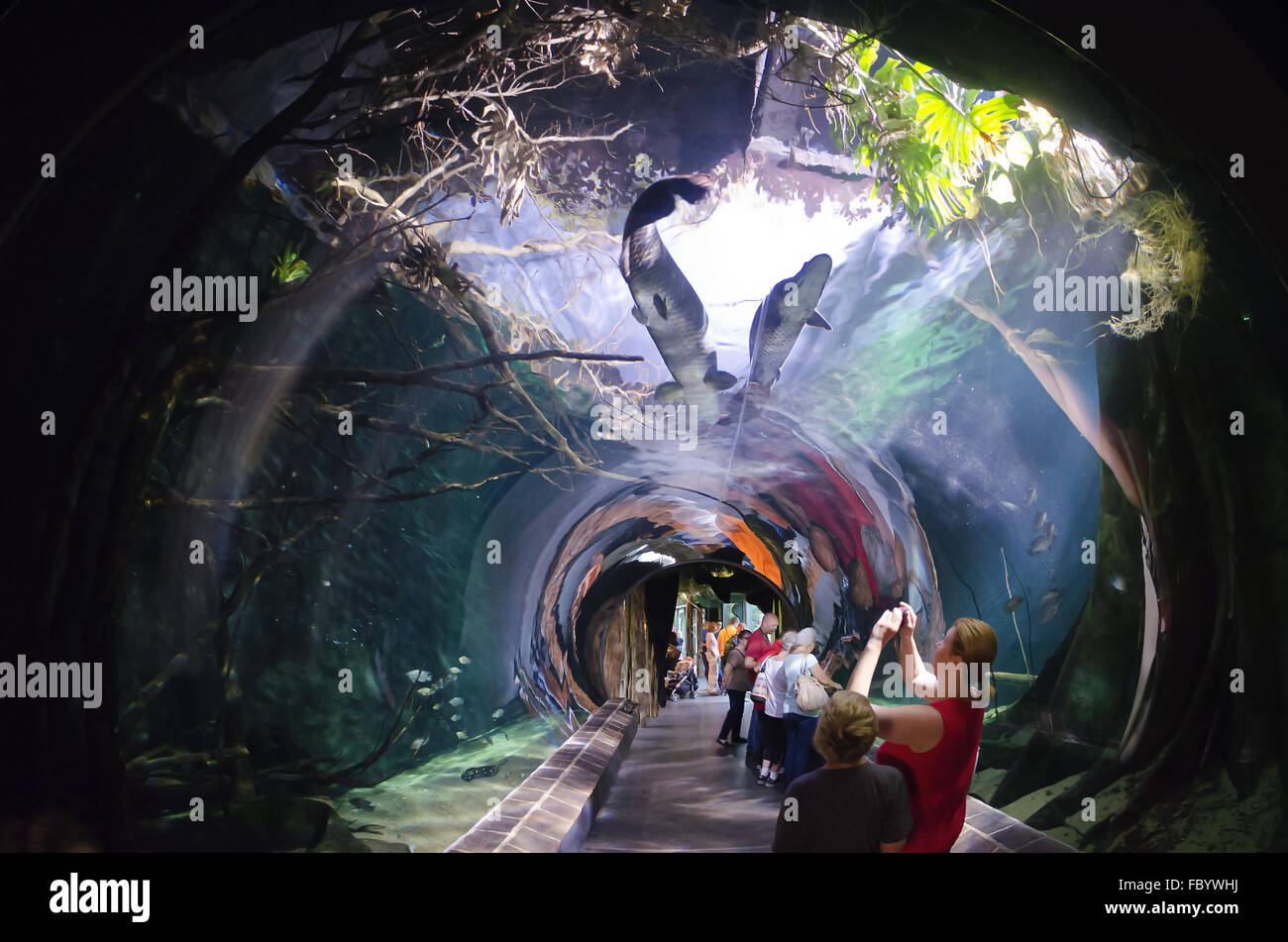 tunnel made of glass in a aquarium Stock Photo