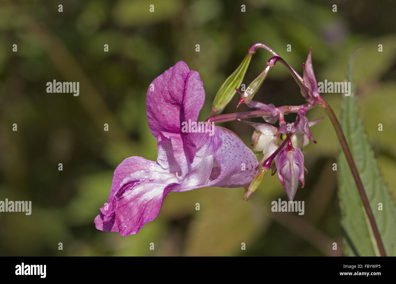 Impatiens glandulifera Stock Photo