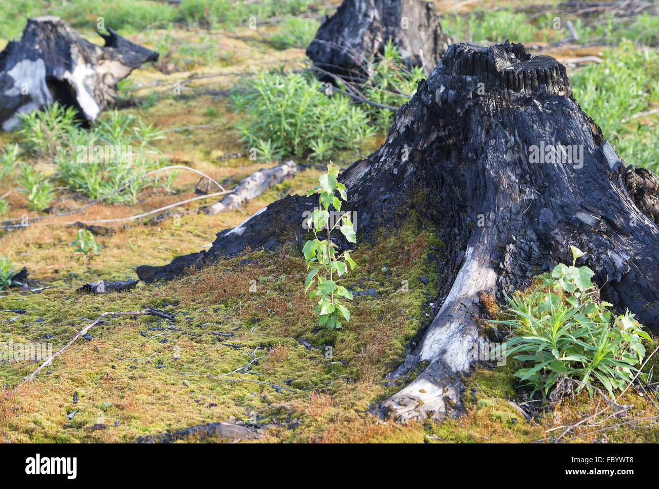 Burnt tree stumps after a forest fire Stock Photo Alamy