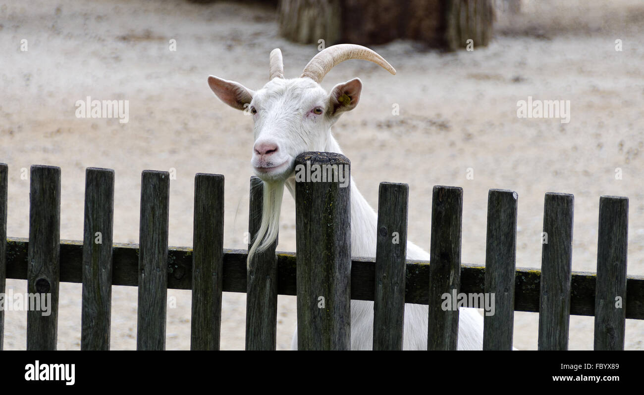 goat looking over a wooden picket fence Stock Photo