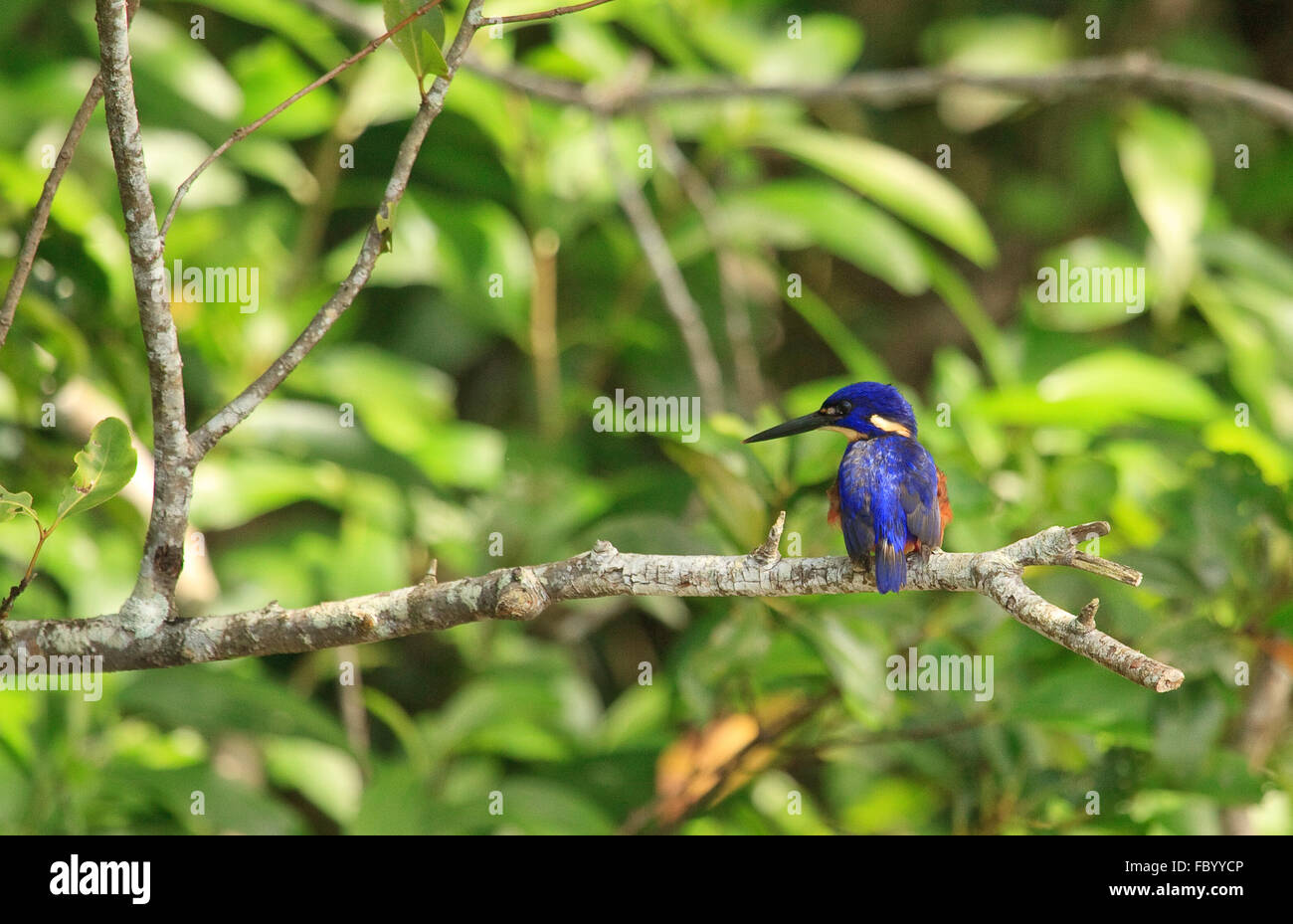 Azure Kingfisher from Australia Stock Photo