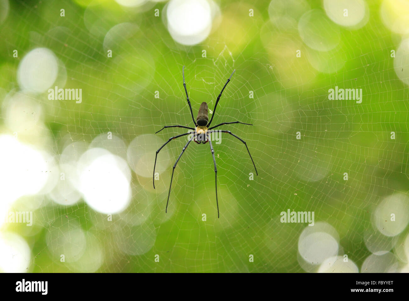 Australian spider from Daintree river area Stock Photo