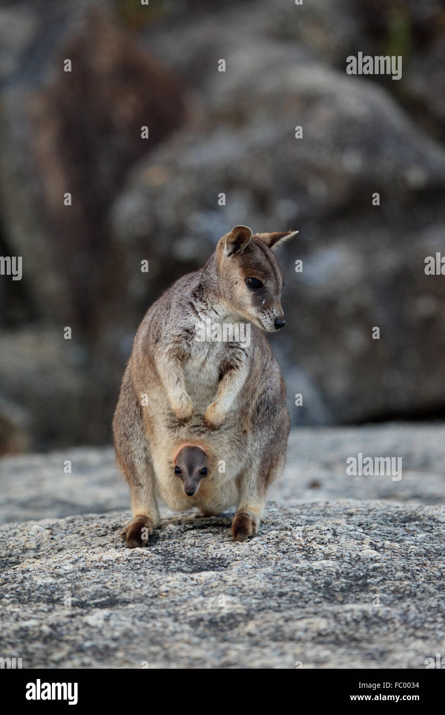 Mother and baby wallaby from granite gorge, Australia Stock Photo