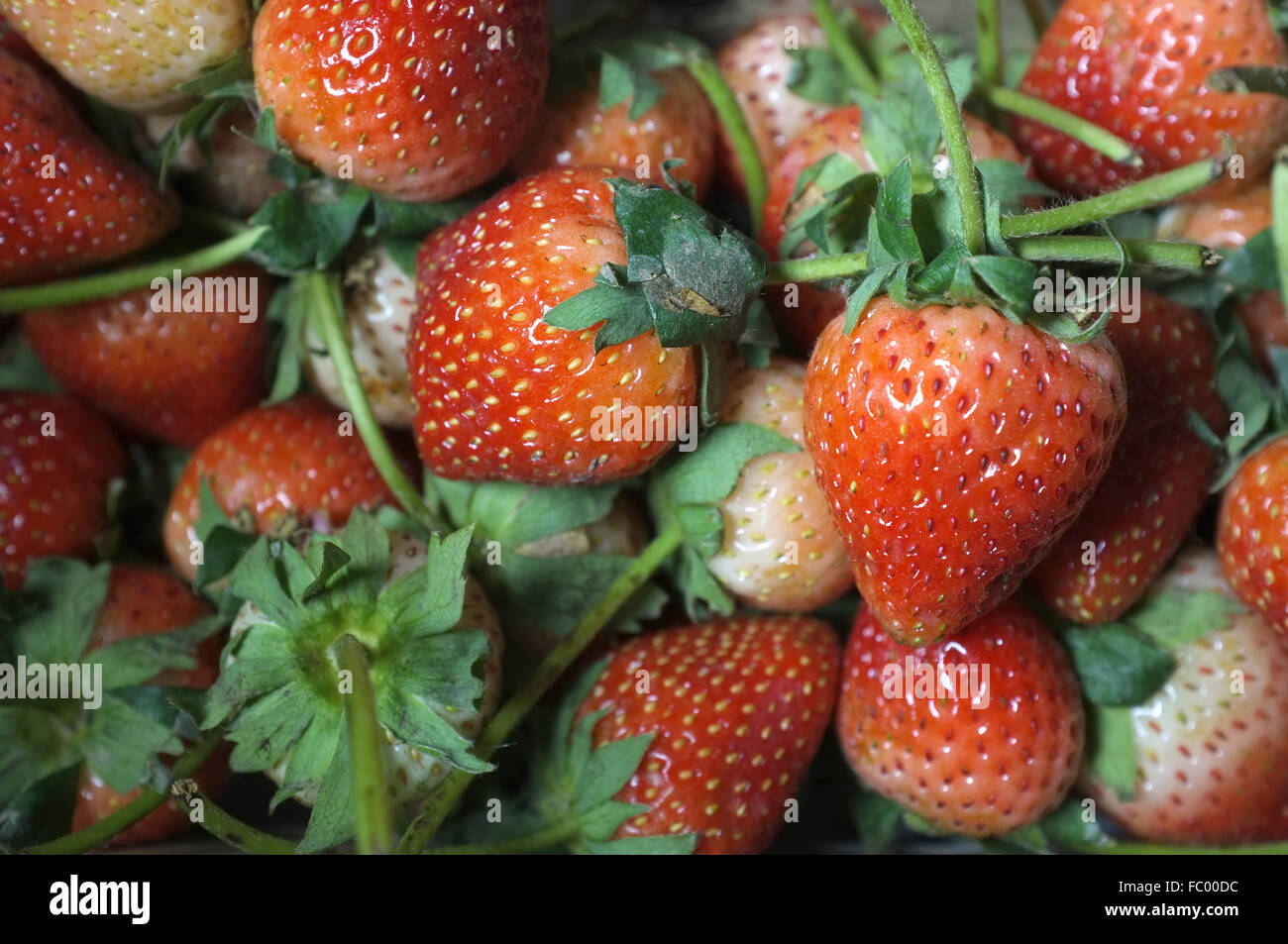 Three large strawberries hi-res stock photography and images - Alamy