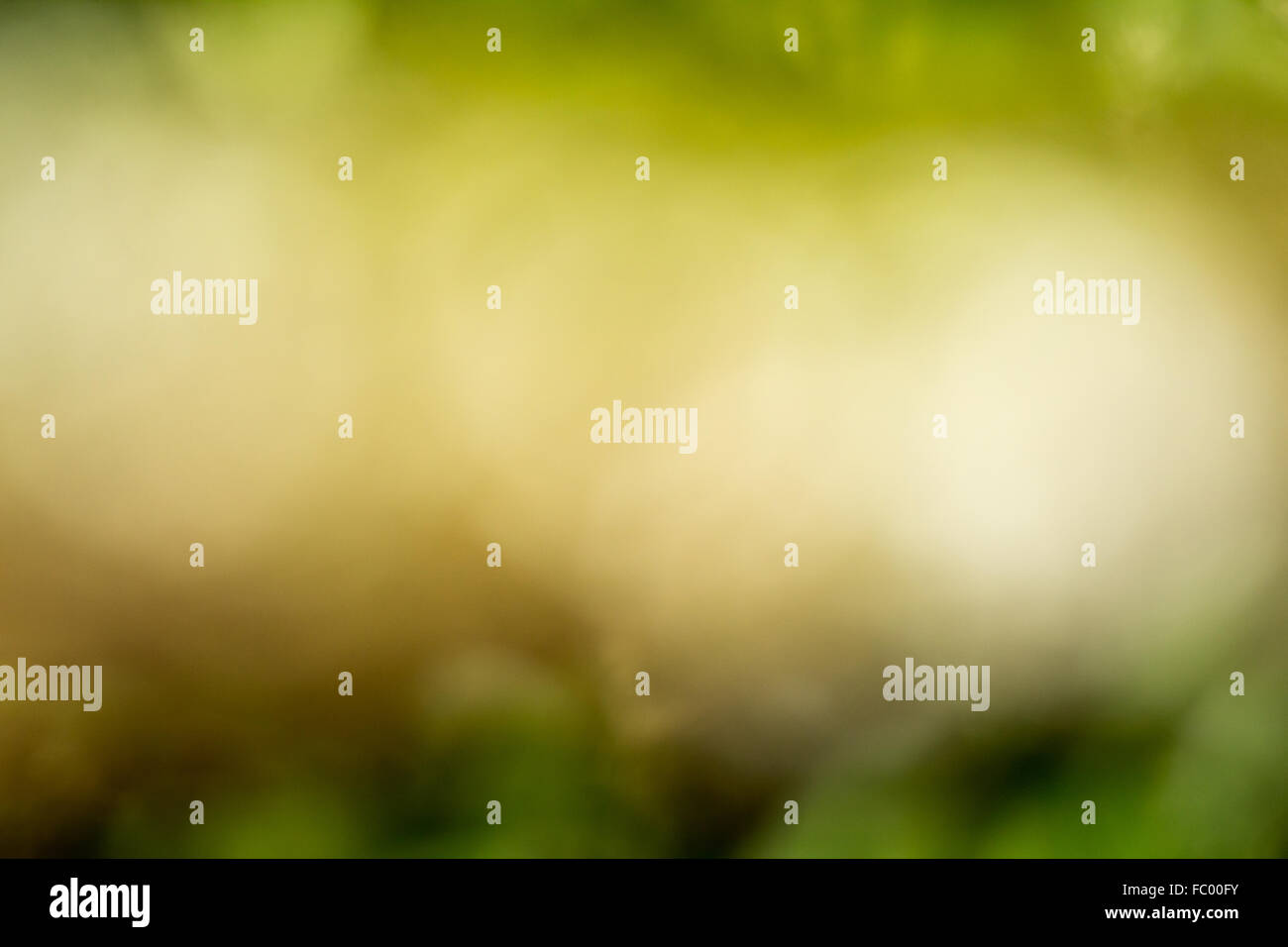 Greenish blurred background image Stock Photo