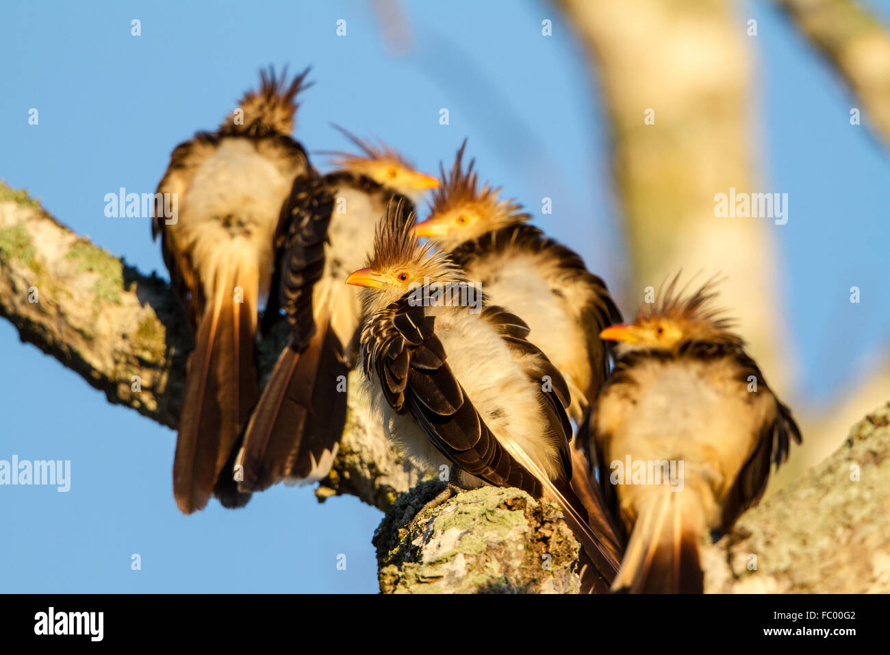 Guira cuckoo Stock Photo