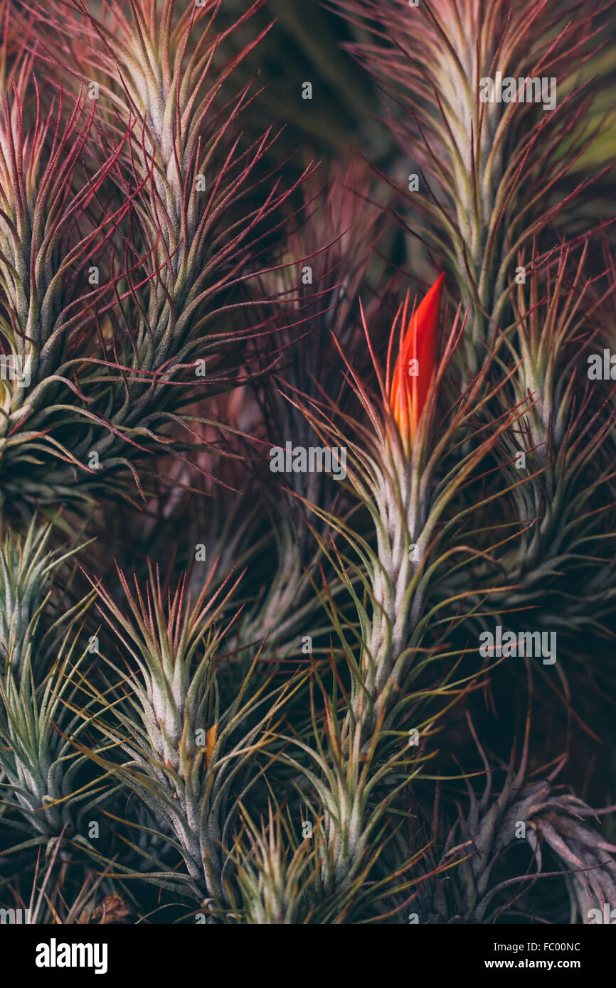 Abstract pattern of air plants in Oahu, Hawaii, USA Stock Photo Alamy