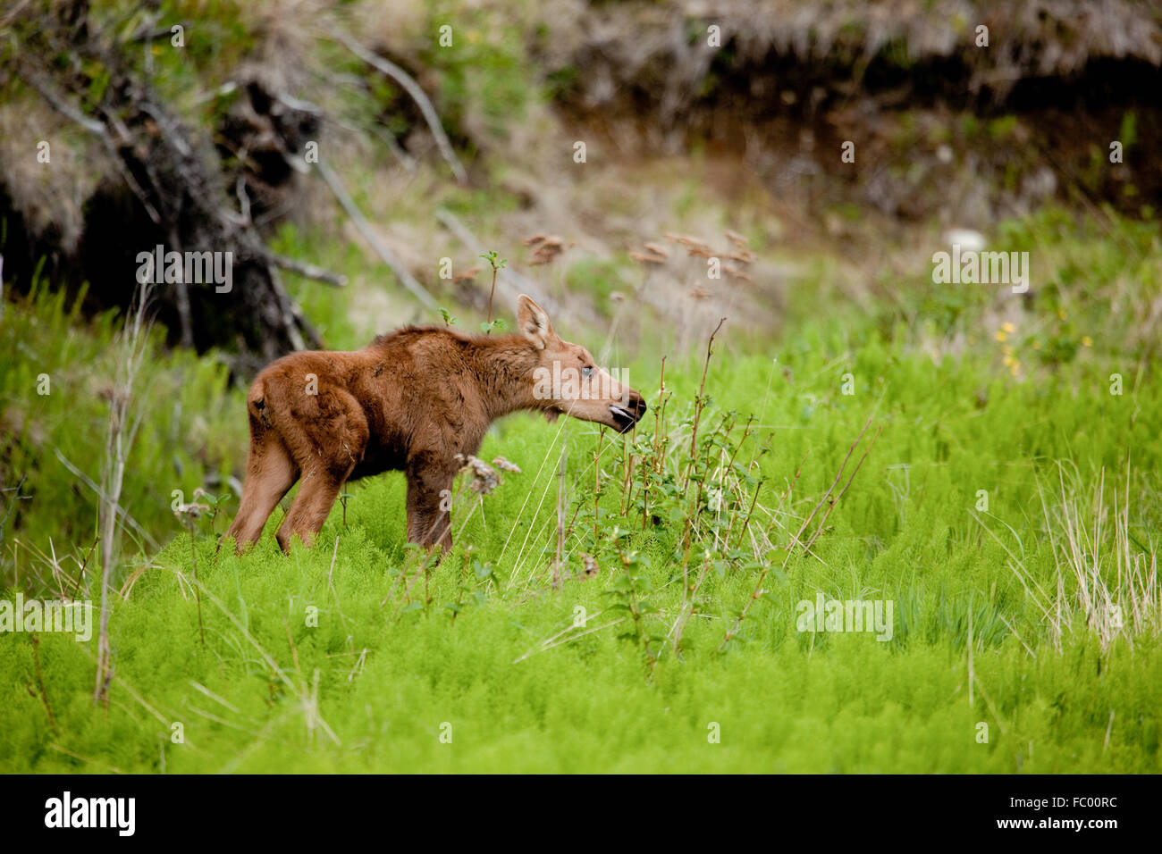 Baby moose from around homer, alaska Stock Photo