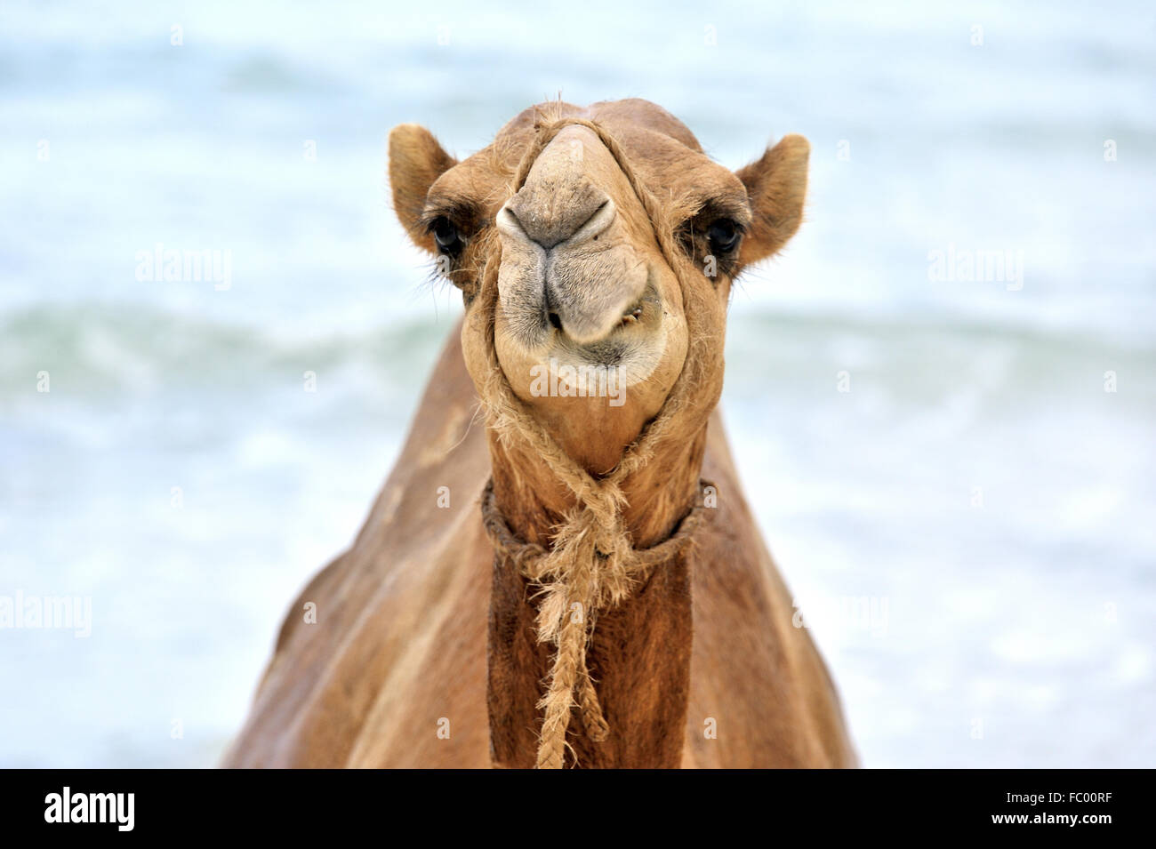 Funny Camel gritting its teeth Stock Photo