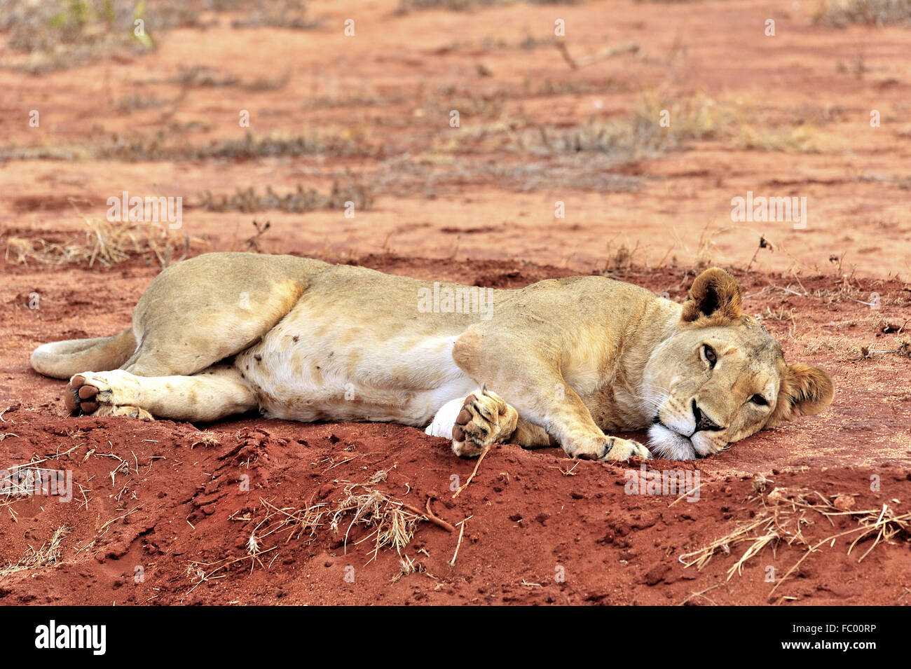 Lion Laying down on earth Stock Photo