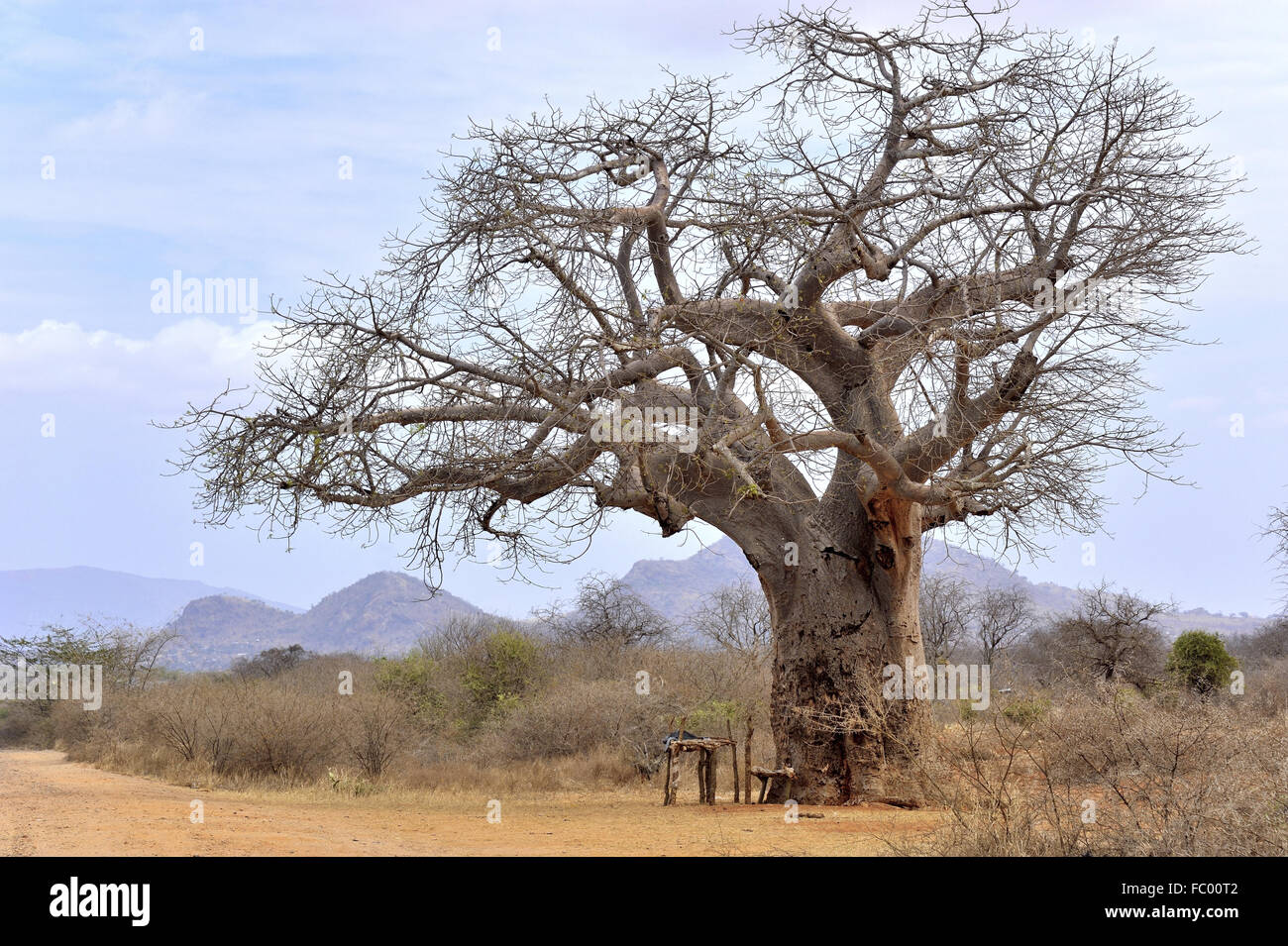 Baobab Tree in Africa Stock Photo Alamy