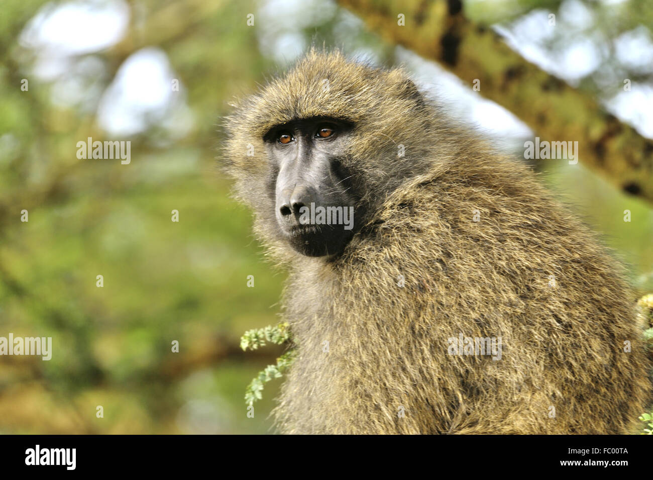 Olive Baboon looks satisfied Stock Photo