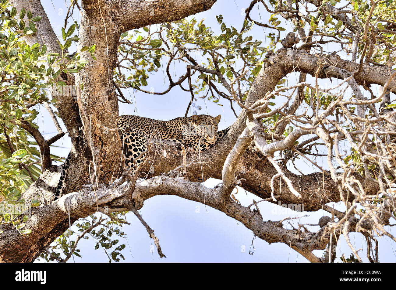 Leopard takes a rest in a tree Stock Photo - Alamy
