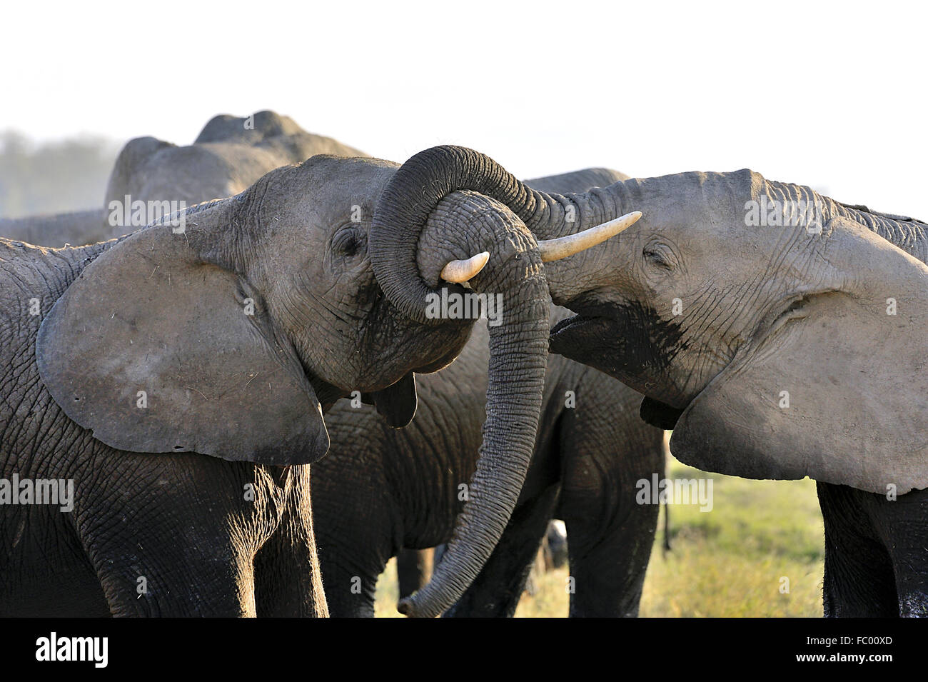 Tenderly Play of Young Elephants in Amboseli Stock Photo