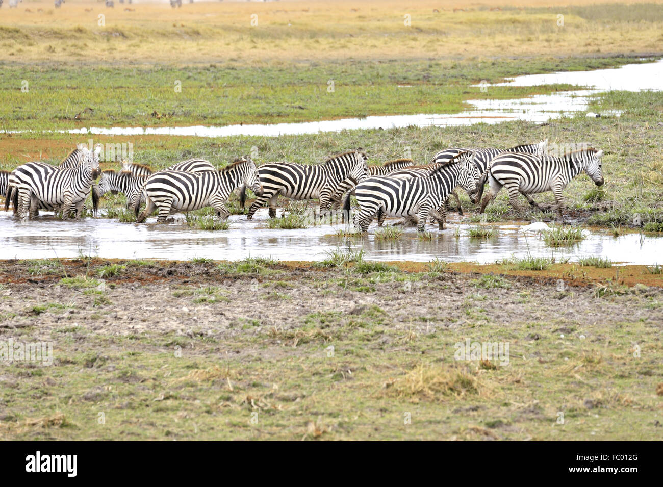 Zebras take a refreshment in Amboseli Stock Photo