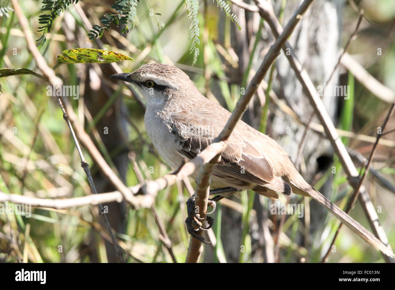 Mockingbird Rust Color Mockingbird icon hi-res stock photography and images - Alamy