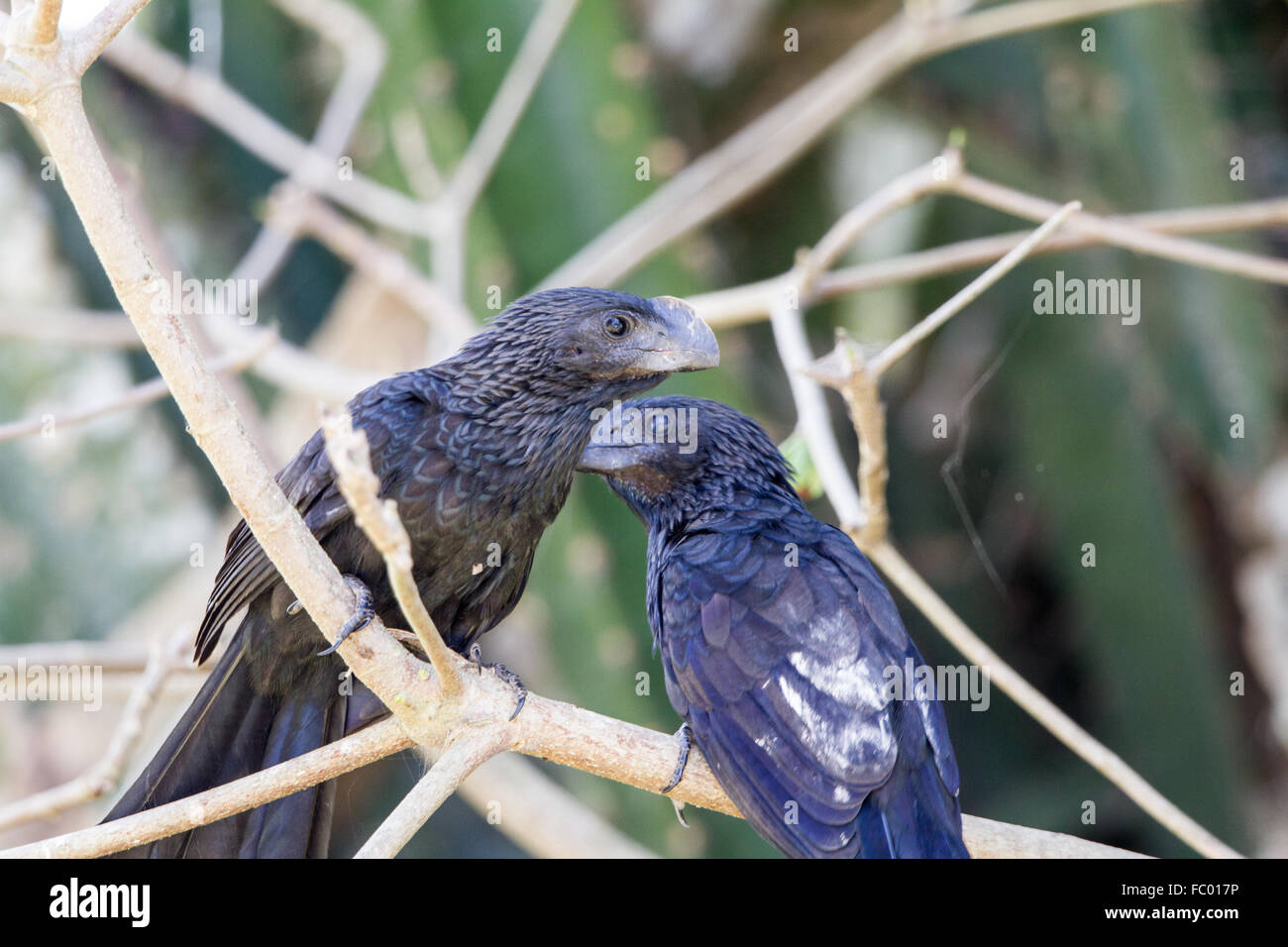 Tiere ani hi-res stock photography and images - Alamy