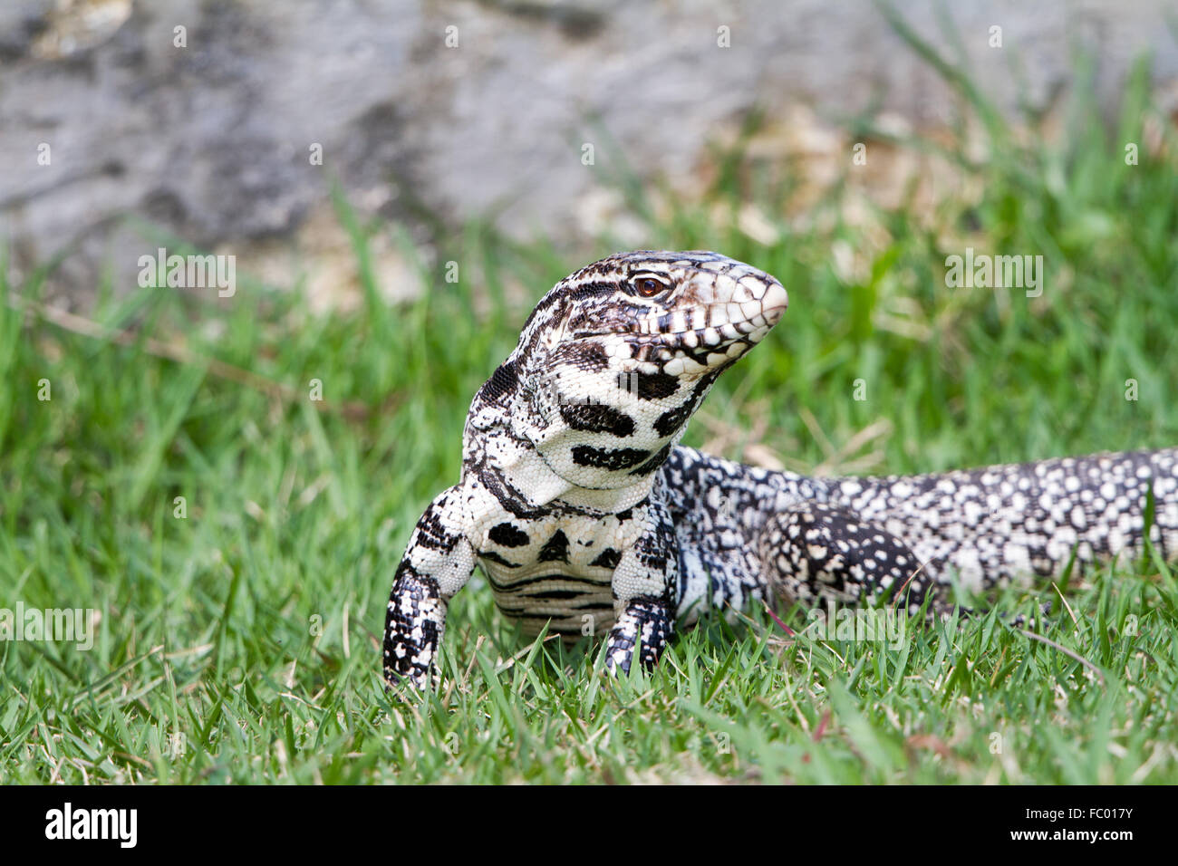 Black and White Tegu Stock Photo Alamy
