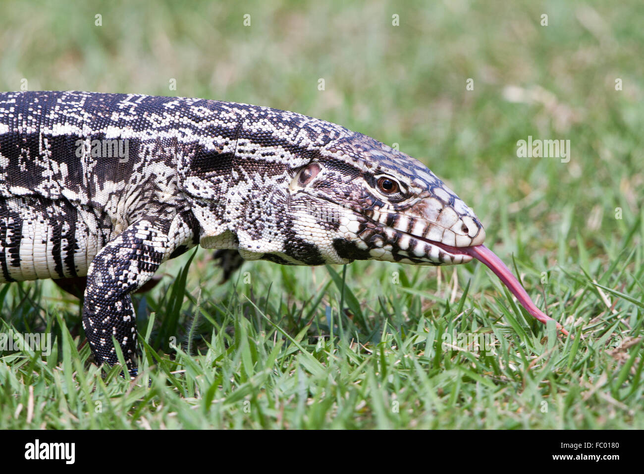 Black and White Tegu Stock Photo Alamy