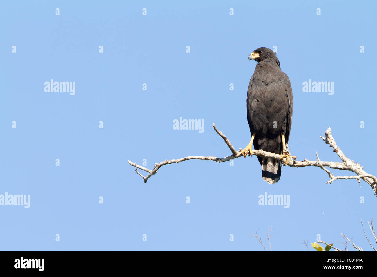 Great black hawk Stock Photo Alamy