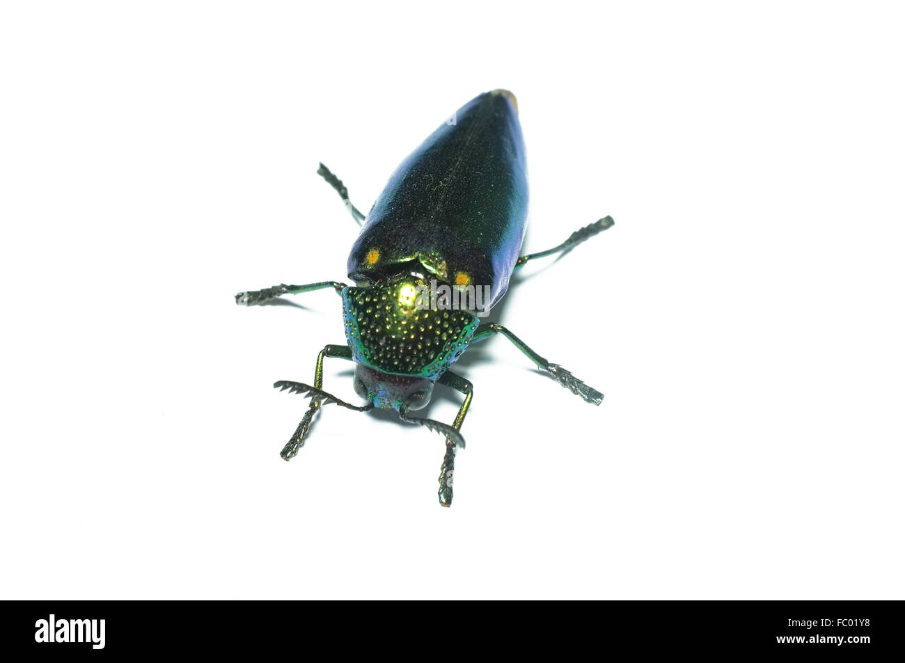 Jewel beetle, Metallic wood-boring beetle in Thailand Stock Photo