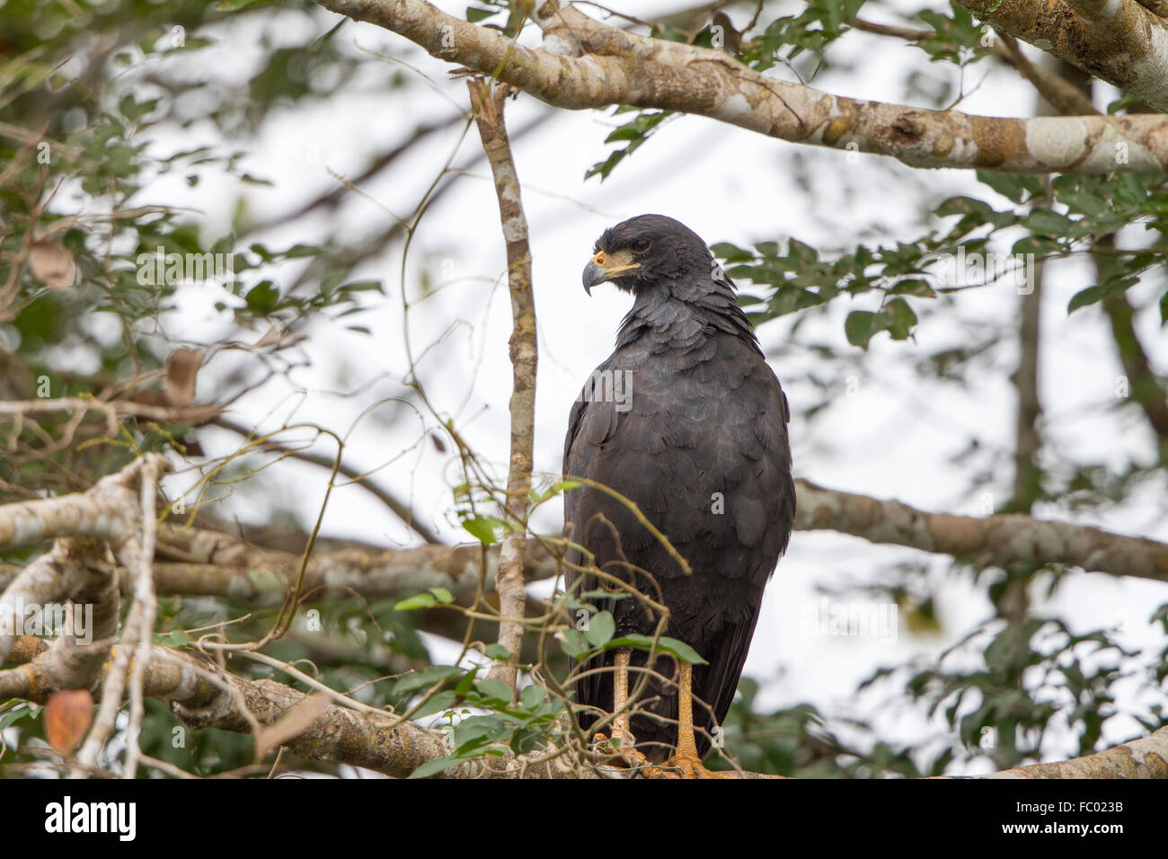 Great black hawk Stock Photo Alamy