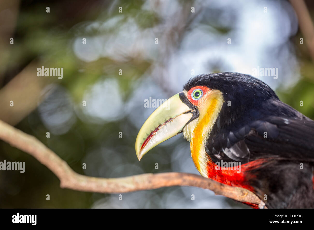 Green-billed toucan Stock Photo